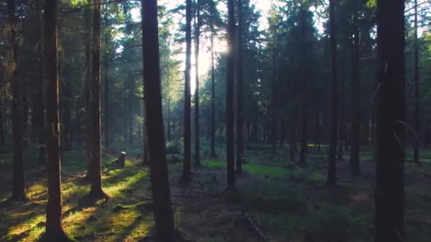 Красивый европейский лес весной с красивыми яркими солнечными лучами — стоковое видео