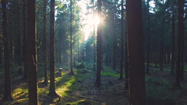 Beautiful european Forest in spring with beautiful bright sun rays — Stock Video