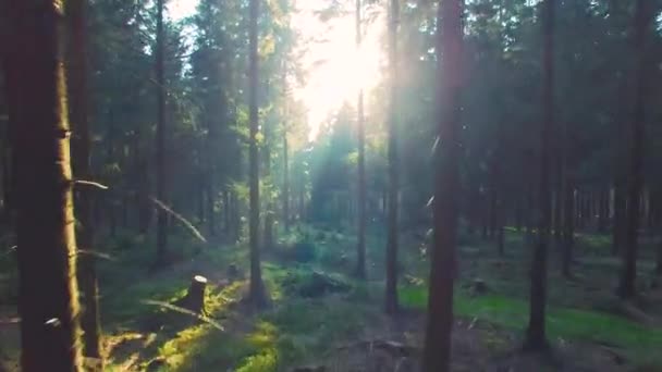 Beautiful european Forest in spring with beautiful bright sun rays — Stock Video