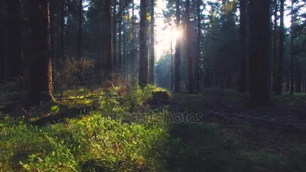 Όμορφο δάσος Ευρωπαϊκή άνοιξη με όμορφο φωτεινό ήλιο ακτίνες — Αρχείο Βίντεο