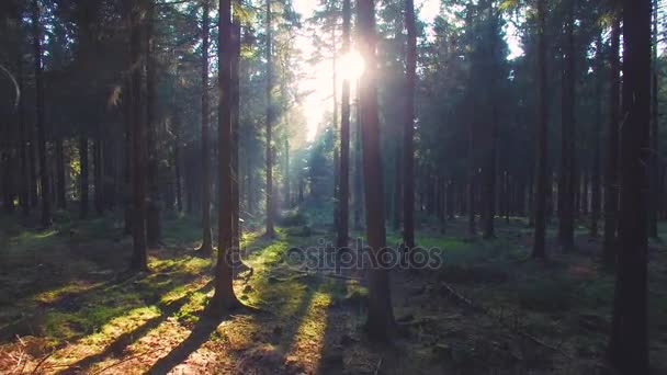 Красивый европейский лес весной с красивыми яркими солнечными лучами — стоковое видео