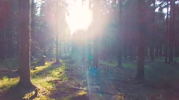 Beautiful european Forest in spring with beautiful bright sun rays — Stock Video