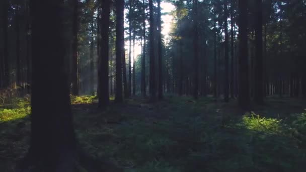 Krásné Evropské lesní na jaře s krásné světlé sluneční paprsky — Stock video