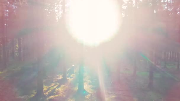 Beautiful european Forest in spring with beautiful bright sun rays — Stock Video