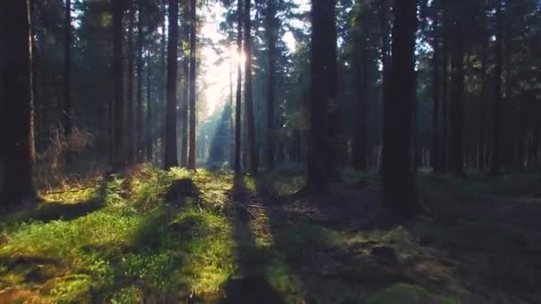 Beautiful european Forest in spring with beautiful bright sun rays — Stock Video