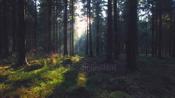 Beautiful european Forest in spring with beautiful bright sun rays — Stock Video