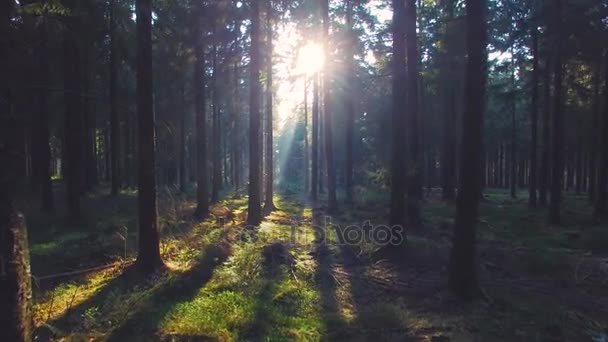 Bela floresta europeia na primavera com belos raios de sol brilhantes — Vídeo de Stock