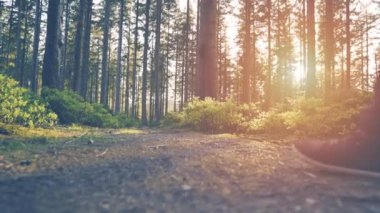 Ormanda günbatımında hiking uzun yürüyüşe çıkan kimse. 