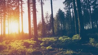 Bahar güzel parlak güneş ışınları ile ormanda