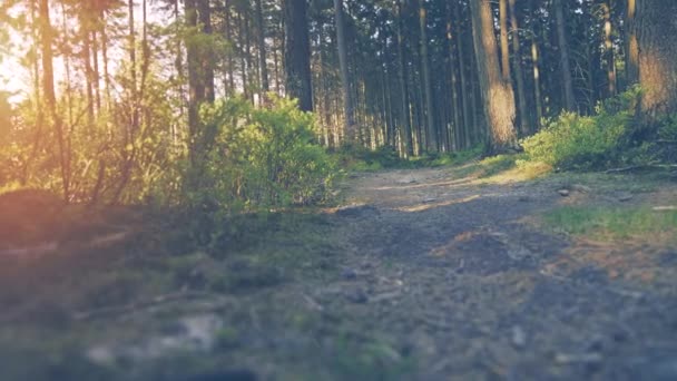 Vandrare vandring i skogen vid solnedgången. — Stockvideo