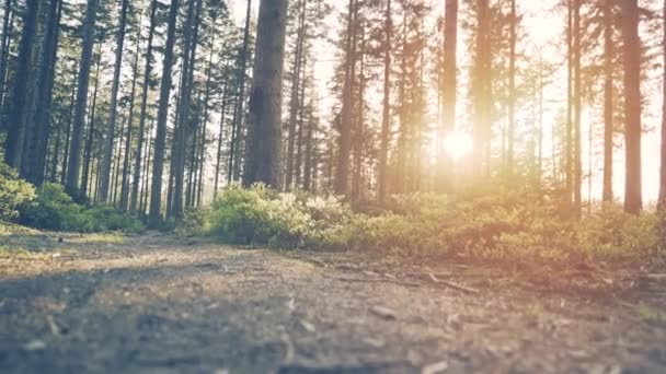 Hiker hiking in forest at sunset. — Stock Video