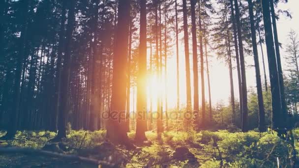 Floresta na primavera com belos raios de sol brilhantes — Vídeo de Stock