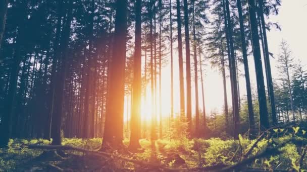 Bahar güzel parlak güneş ışınları ile ormanda — Stok video
