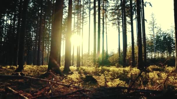 Лес весной с красивыми яркими солнечными лучами — стоковое видео