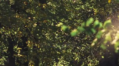 Park, sonbahar yaprakları yavaş aşağı - ateş düşüyor