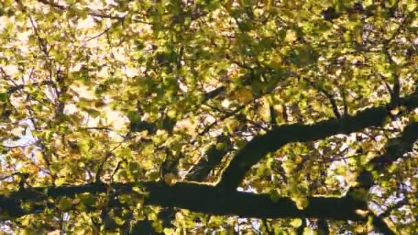 Otoño en el parque, hojas cayendo - disparo en cámara lenta — Vídeo de stock