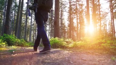 Uzun yürüyüşe çıkan kimse ormanda günbatımı hiking. Günbatımında harika manzarayı güzel Alman ormandaki Schwarzwald peyzaj uzun yürüyüşe çıkan kimse.