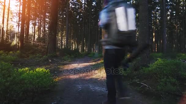 Természetjáró Túrázás Erdőben Naplemente Természetjáró Gyönyörködik Félelmetes Naplementekor Egy Gyönyörű — Stock videók