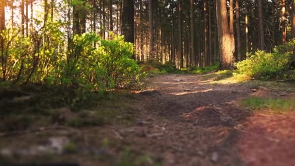 Senderismo Bosque Atardecer Caminante Disfrutando Impresionante Vista Atardecer Hermoso Bosque — Vídeos de Stock