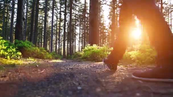 Caminhante Caminhando Floresta Pôr Sol Caminhante Desfrutando Vista Incrível Pôr — Vídeo de Stock