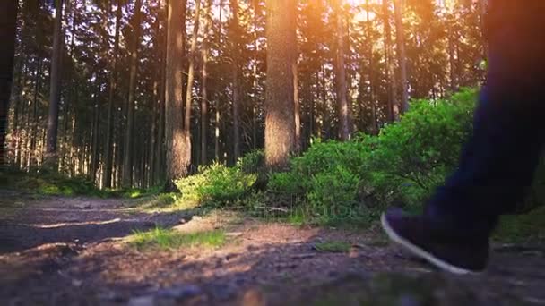 Senderismo Bosque Atardecer Caminante Disfrutando Impresionante Vista Atardecer Hermoso Bosque — Vídeo de stock