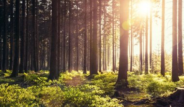 Sessiz bahar güneş ışınları ile ormanda