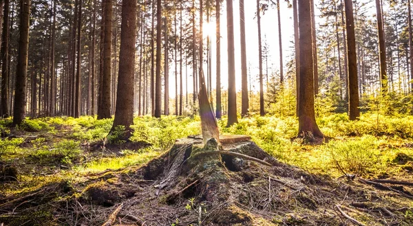 Silent Forest in spring with sun rays — Stock Photo, Image