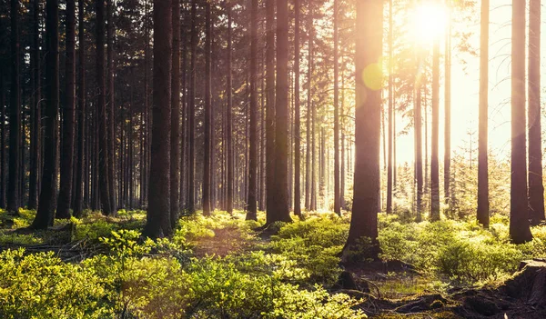 Csendes erdő tavaszi, a nap sugarai — Stock Fotó