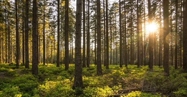 Silent Forest in het voorjaar met zonnestralen — Stockfoto