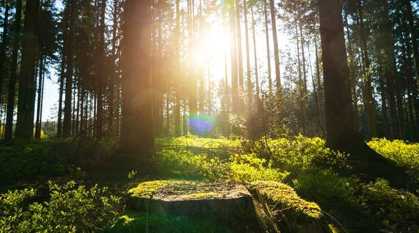 Foresta silenziosa in primavera con raggi di sole — Foto Stock