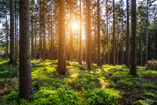 태양 광선으로 봄에서 사일런트 숲 — 스톡 사진