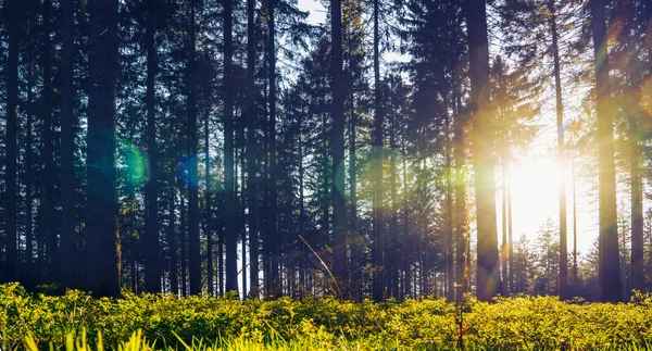 태양 광선으로 봄에서 사일런트 숲 — 스톡 사진