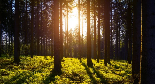 Silent Forest in spring with sun rays — Stock Photo, Image