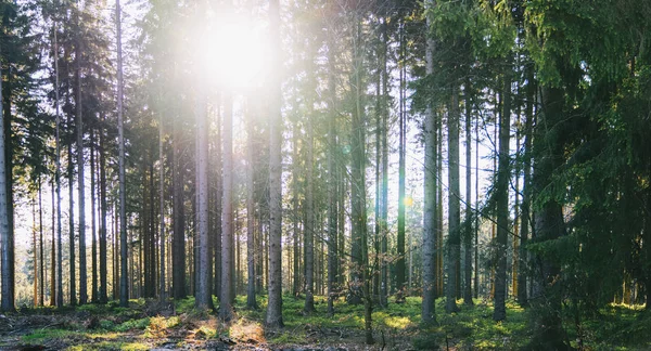 Спокійний ліс у весну із сонячних променів — стокове фото