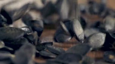 Kabak tohumu otantik-ahşap masanın üzerine düşen yavaş kapat