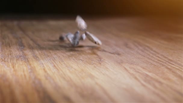 Unas Semillas Girasol Derramadas Sobre Una Mesa Madera Deslizamiento Hacia — Vídeo de stock