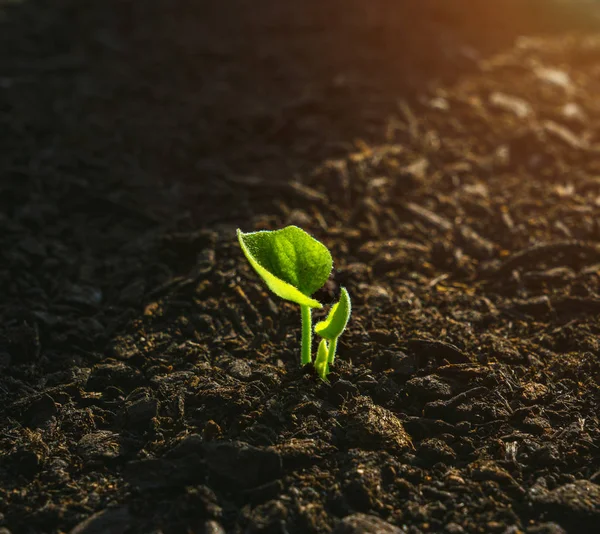 Planta joven creciendo a la luz del sol — Foto de Stock