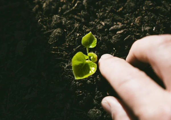 Young Plant Growing In Sunlight — Stock Photo, Image