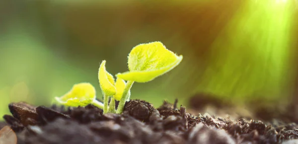 Jonge plant groeit in het zonlicht — Stockfoto