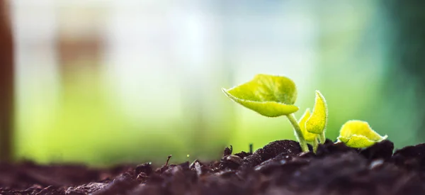 Planta joven creciendo a la luz del sol — Foto de Stock