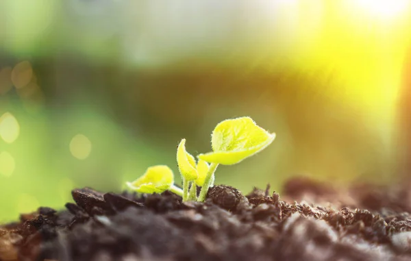 Young Plant Growing In Sunlight — Stock Photo, Image