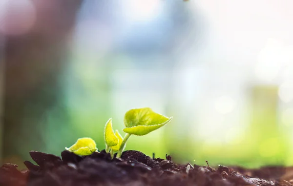 Planta joven creciendo a la luz del sol — Foto de Stock