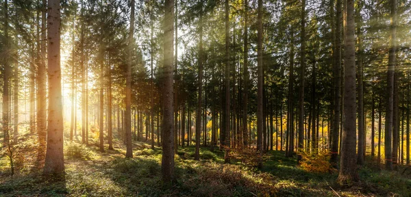 Csendes erdő tavasszal a szép fényes nap sugarai — Stock Fotó