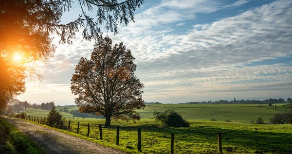 Vacker Skog Gyllene Höst Med Vackra Ljusa Solstrålar Vandringslust — Stockfoto