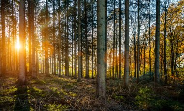 Altın sonbaharda güzel bir orman Parlak güneş ışınları - Gezinti arzusu