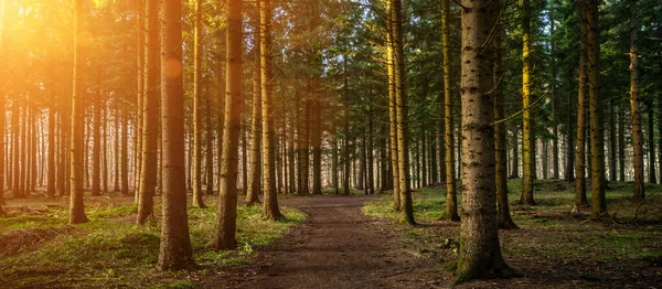 Beautiful Forest Golden Autumn Beautiful Bright Sun Rays Wanderlust — Stock Photo, Image