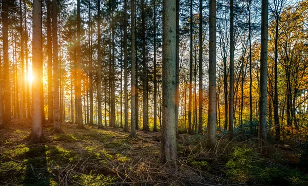 Floresta Bonita Outono Dourado Com Belos Raios Sol Brilhantes Luxúria — Fotografia de Stock