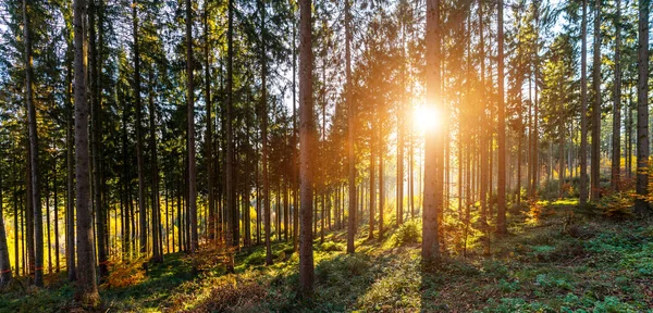 Piękny Las Złotej Jesieni Pięknymi Promieniami Słońca Wędrowny Żądza — Zdjęcie stockowe