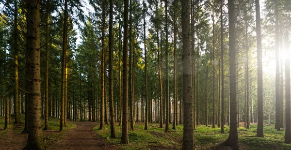Gyönyörű Erdő Arany Ősszel Gyönyörű Fényes Napsugarakkal Vándor Vágy — Stock Fotó