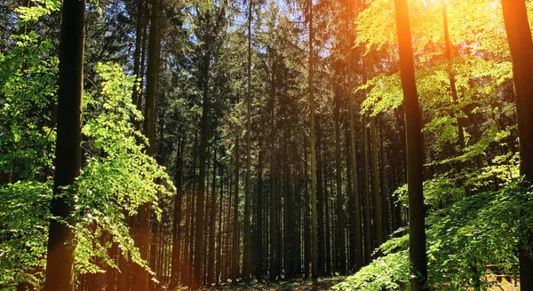 Tichý Les Jaře Krásnými Jasnými Slunečními Paprsky Toulavý Chtíč — Stock fotografie